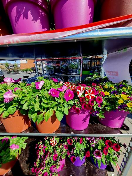 Blumenstand am Supermarkt NL wegen Muttertag