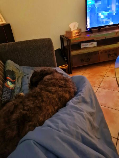 Fernsehgewohnheiten - linear oder gestreamt. Hauptsache, der Hund kann kuscheln.