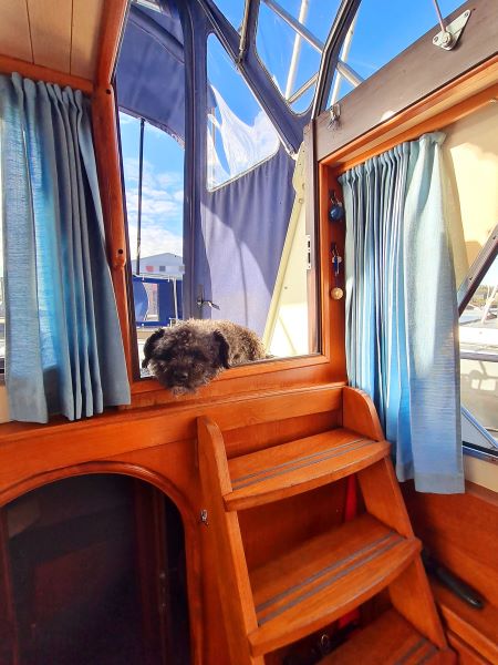 Der Bootshund will seinen Lieblingsplatz oben am Ausguck nicht verlassen. Er will kein Ende der Bootssaison