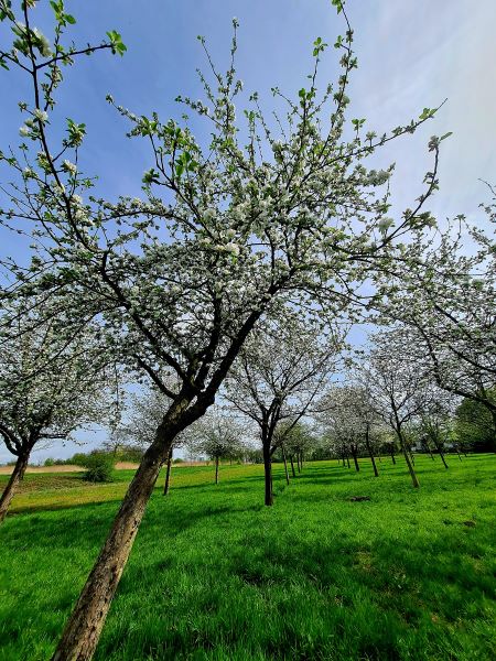 Streuobstwiese April 2026 