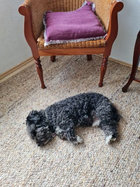 Hund macht Büröschläfchen am 12ten September