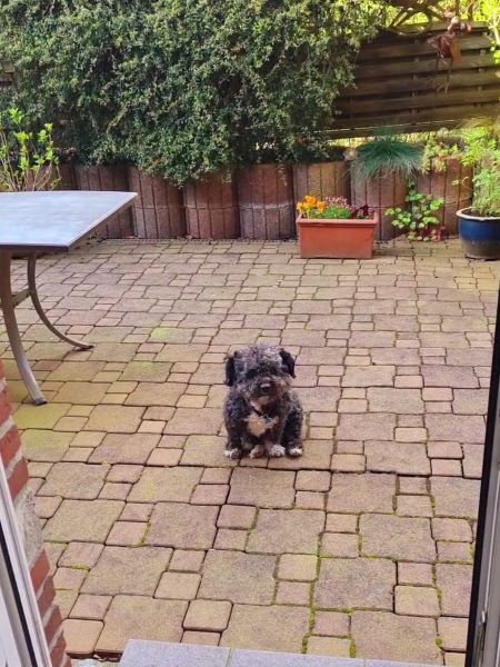 Hund wartet auf Abendessen am 12 von 12 April 2026 