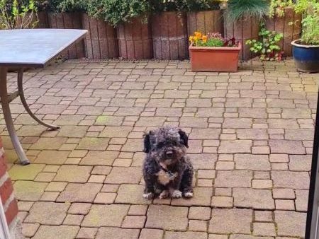 Unser Hund im Juli - gnadenlos verwöhnt 