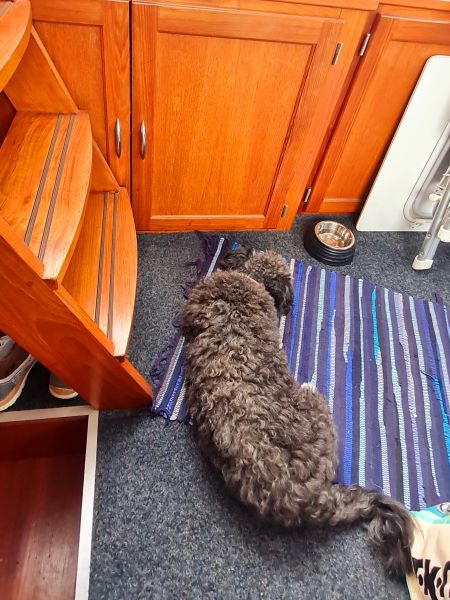 Bootshund liegt vor Bootstreppe