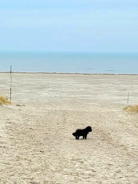 Mit Hund auf Juist im Winter - meistens hat Hund den Strand für sich alleine