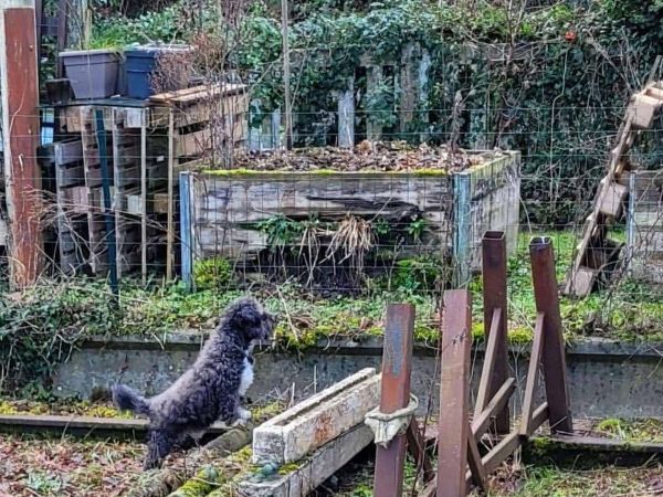 Hund entdeckt die Umgebung im Ferienhaus
