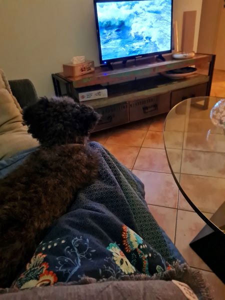 Hund auf der Couch schaut Fernsehen 12 von 12 Dezember 2025