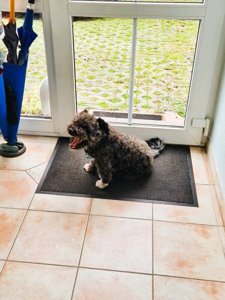 Hund gähnt und wartet auf Gassi gehen