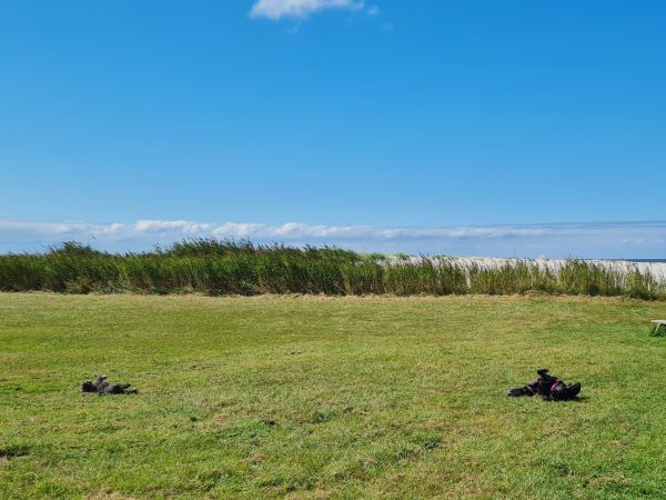 Zwei Hunde tollen auf einer Wiese