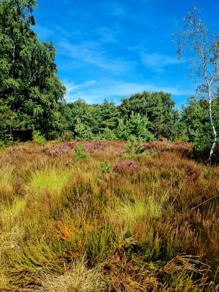 Heide August 2026 - verbrannt und nicht erblüht 