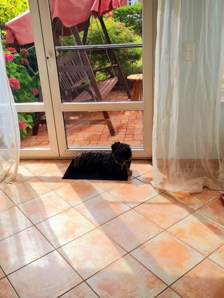 Der Wachhund passt auf, während wir weg sind 