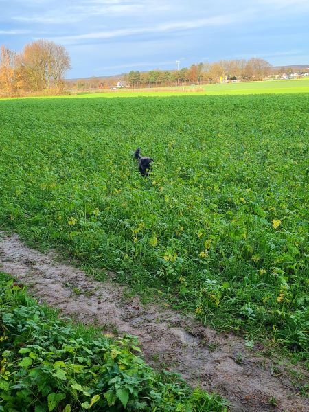 12ter Dezember Hunde Suchbild Hund im Feld
