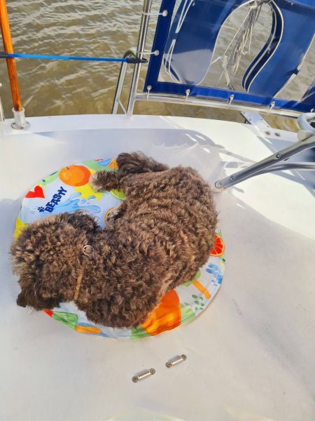 Hundstage Juni 2026 Hitzewelle 