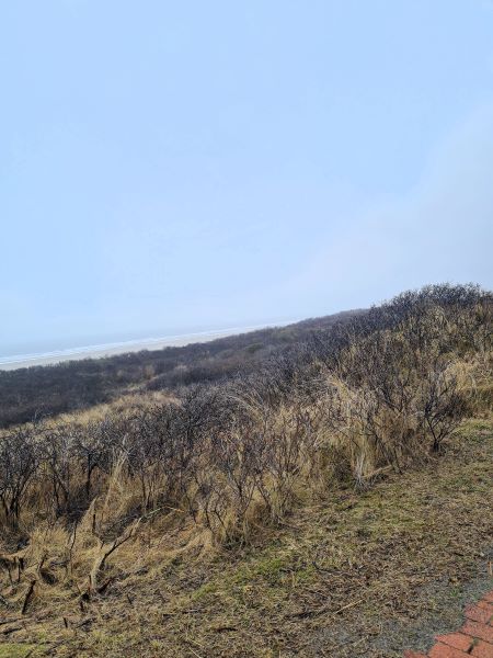 Ausblick von der Nordseepromenade über Dünen zur Nordsee auf Juist im Winter