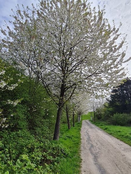 Kirschblüten in Recklinghausen April 2026 