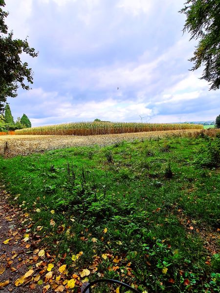 Maisfeld im Oktober nur am Waldrand abgeerntet