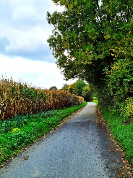 Maisfeld im Oktober 2025 noch nicht abgeerntet