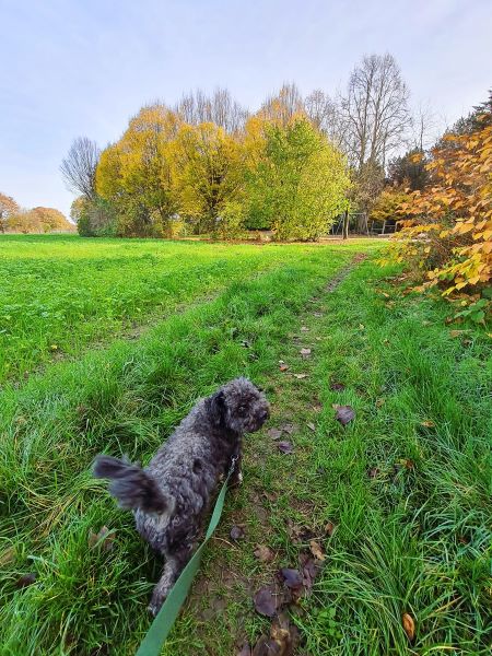 Gassi-Runde am Mittag