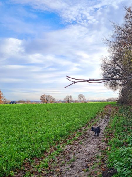 12 von 12 Dezember 2025 - Hunderunde am Mittag in den Feldern