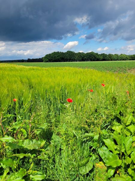 Mohnblumenfeld im Wonnemonat Mai