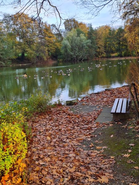 Dorfteich am 12 November 2025 Mollbeck Recklinghausen