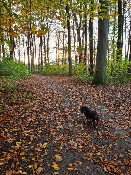 Waldspaziergang es dämmert 12 von 12 November 2025