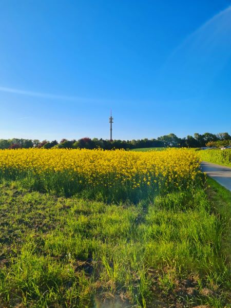 Rapsfeld im Ruhrgebiet April