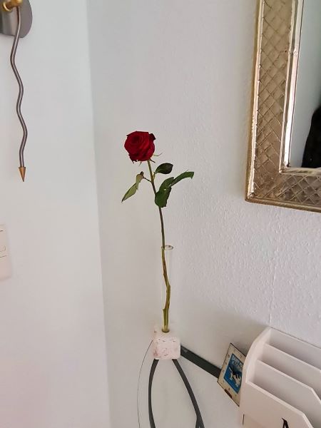 Rose zum Frühstück am 12 von 12 im Oktober 2025