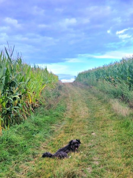 Spaziergang im Maisfeld am 12 September 2025