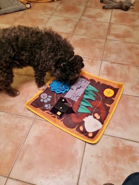 Spielzeit für den Hund am 12 November 2025