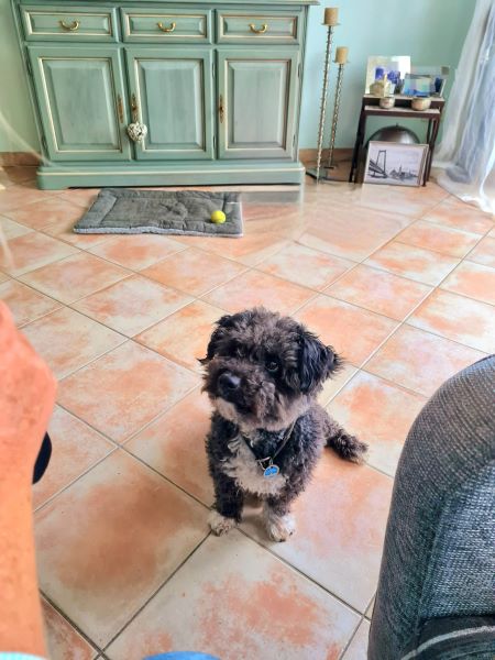 Spielstunde mit Hund im Oktober 2025