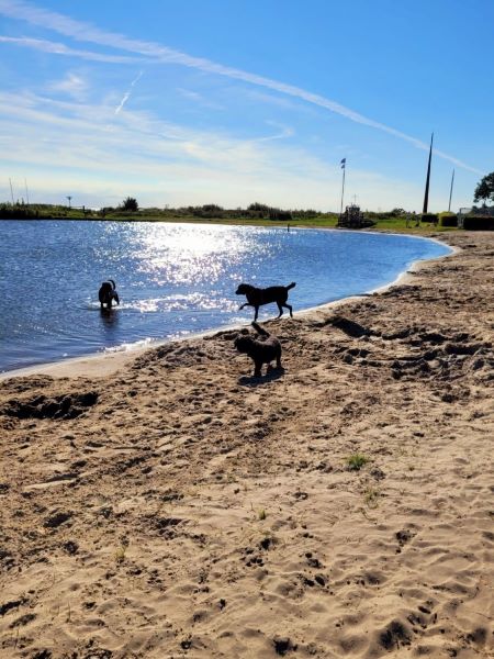 hunde spielen am strand