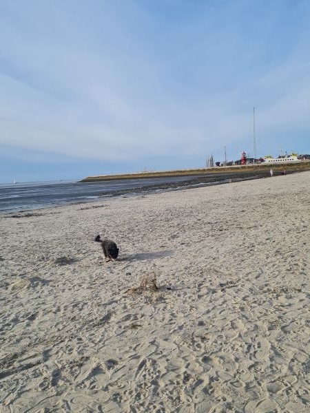 Strand von Harlingen aan Zee, Hunde sind erlaubt, ab Oktober wieder ohne Leine