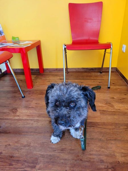 Wartezimmer beim Tierarzt 