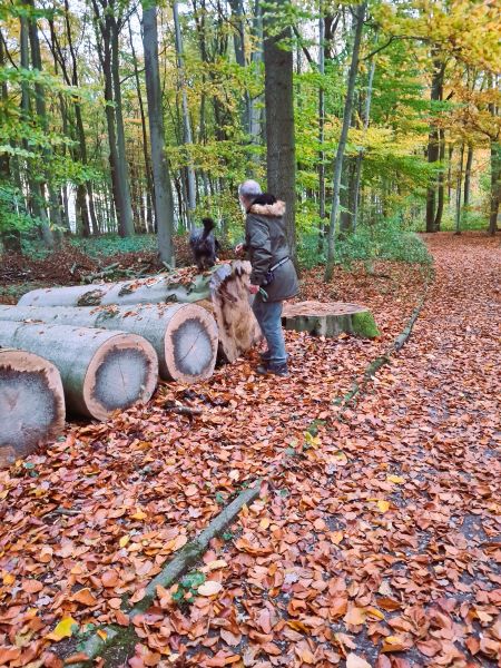 Training für den Hund im Wald