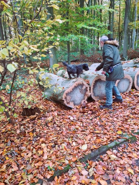 Trainingseinheit für den Hund 12 November 2025