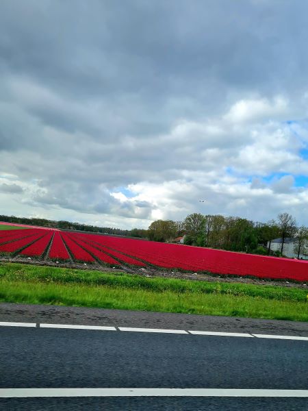 Tulpenfeld entlang der Strasse in den Niederlanden 