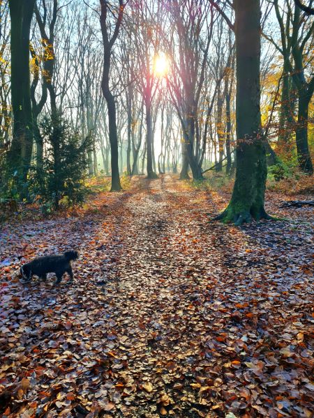 Wald an der Stadtrandlage