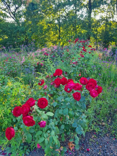 Selbst gepflanztes rote Rosen Beet für Buchmarketing Britta Langhoffs Familienroman vom Niederrhein