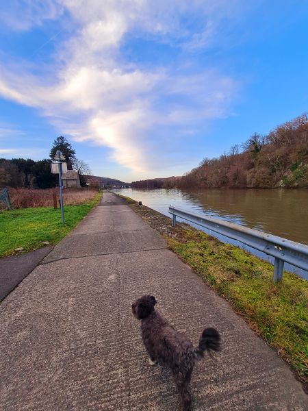 Spazierweg an der Maas in Hastiere