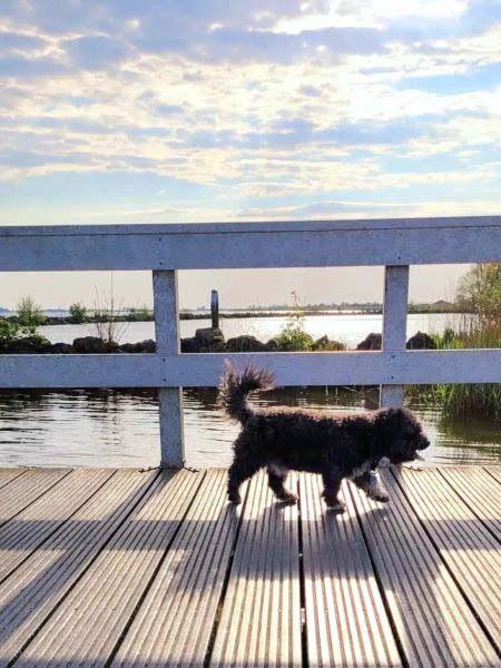 Fühlt unser Hund sich auch fremd in der Welt ? Auf einer Brücke an einem See