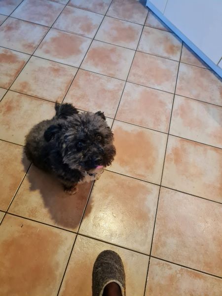 Hund wartet in Küche, dass etwas runterfällt